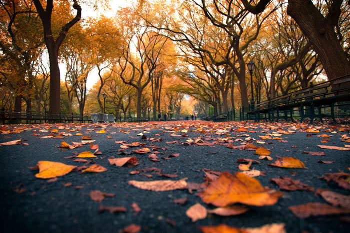 fall-nyc