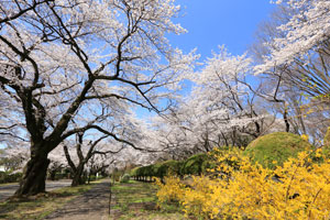springicu springicu
