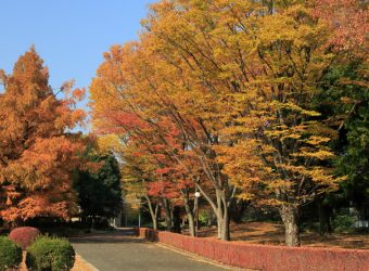 autumn-chapel-trees