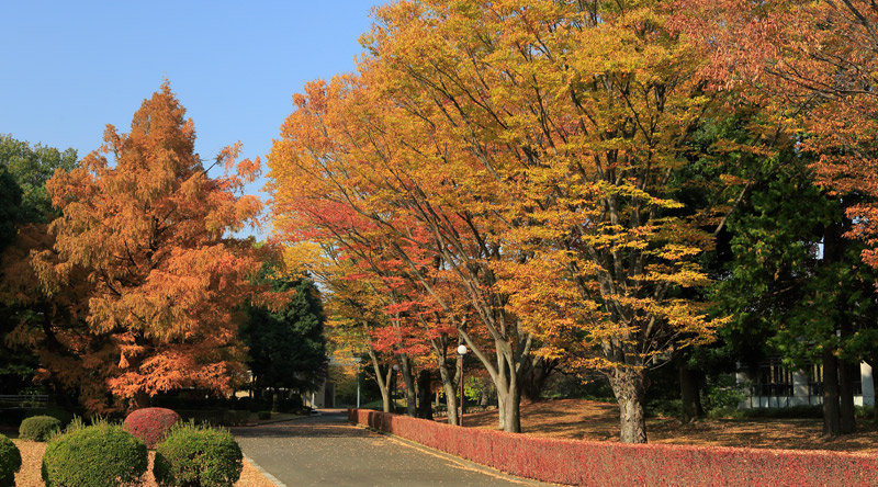 autumn-chapel-trees