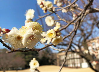 2019_2_6-Ume