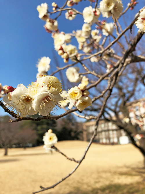 2019_2_6-Ume 2019_2_6-Ume